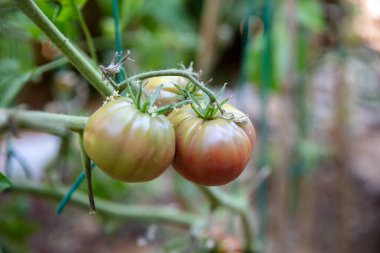 Olgun aile yadigarı domatesler, yumuşak bir gün ışığında asılıyor, doğal renkleri ve pürüzsüz dokuları gösteriyor..