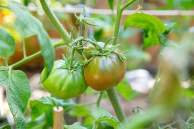 Güneşli bir bahçede sallanan olgunlaşmamış domatesler taze yeşil yapraklarla erken olgunlaşan aşamaları gösteriyor..