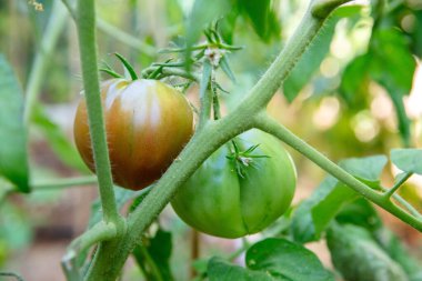 Yumuşak gün ışığında yeşil bir sarmaşıkta yetişen olgunlaşmamış domateslerin doğal dokusunu ve tazeliğini gösteren yakın bir bakış açısı..