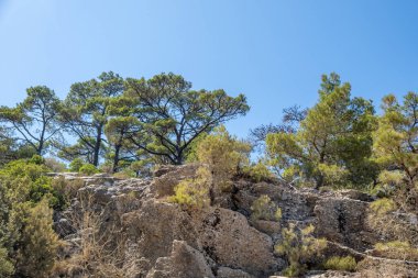 Parlak gün ışığında açık mavi gökyüzünün altında kayalık bir yamaçtaki çam ağaçları.