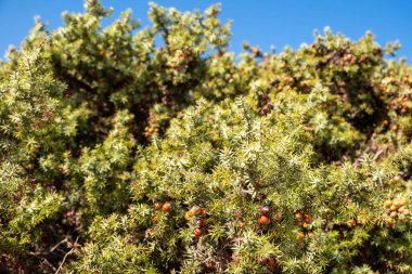 Olgun ardıç meyveleri, açık mavi gökyüzünün altında, güneş ışığıyla parlayan yeşil çalılıklarda.