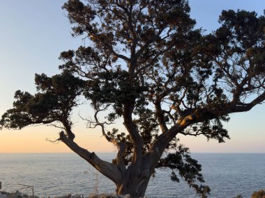 Sakin bir günbatımı ışığında sakin bir deniz ufkunun üzerinde bükülmüş kıyı ağacı silueti.