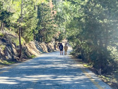 Yürüyüşçüler parlak orman yolu boyunca geziniyorlar.