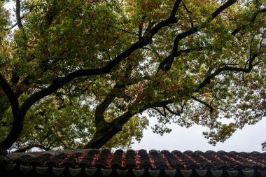 Geleneksel Çin kiremitli çatı, Çin bahçesi, doğa ve mimarisi üzerinde taze yeşil ve kırmızımsı yaprakları olan kafur ağacı dalları.