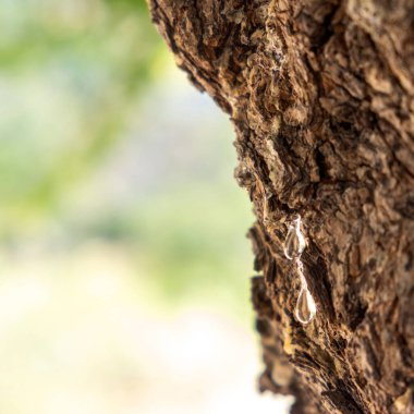 Mistik ağaç dalında büyük bir sakız yırtığı var. Chios mercimek ekimi ve mastiha reçinesi hasadı düşürür