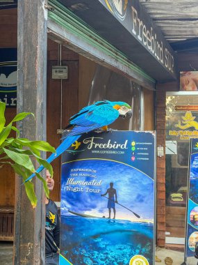 Ao Nang, Tayland, 1 Kasım 2025. Mavi papağan, Freebird tur tabelasında ahşap bir mağazanın önünde renkli seyahat reklamlarıyla dolu bir sokak manzarası..