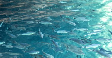 Yunanistan 'ın Korfu adasındaki İyon Denizi' nin şeffaf turkuaz sularında bir balık sürüsü yüzüyor.