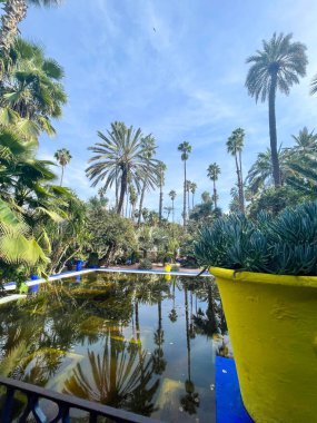 Marrakech, Morocco, March 6, 2023. Jardin Majorelle, Majorelle Garden. Tall palm trees reflect on the still pond water, lush tropical plants
