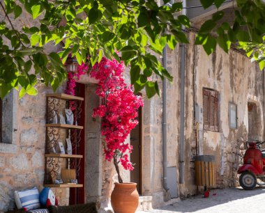 Chios Adası, Yunanistan. Mesta Ortaçağ köyünde dar bir kaldırım taşı sokağında seramik bir amforda çiçek açan begonviller..