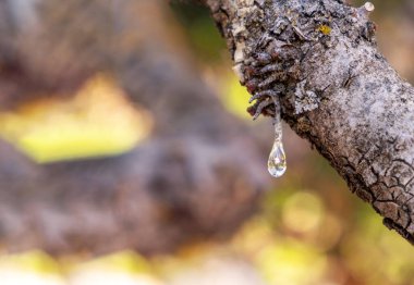 Mistik ağaç dalında büyük bir sakız yırtığı var. Chios mercimek ekimi ve mastiha reçinesi hasadı düşürür
