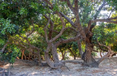 Yunanistan 'ın Chios Adası' nda büyük bir sakız ağacı. Pistachia mercimek ya da aromatik reçine için ekilmiş mercimek çalısı, mastiha gözyaşları