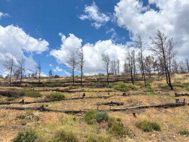 Yanmış ağaç gövdeleri erozyon ve sel engelleri olarak Atina, Yunanistan yakınlarındaki Penteli dağına serildi, mavi bulutlu gökyüzü