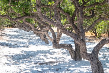 Yunanistan 'ın Chios Adası' nda büyük bir sakız ağacı. Pistachia mercimek ya da aromatik reçine için ekilmiş mercimek çalısı, mastiha gözyaşları