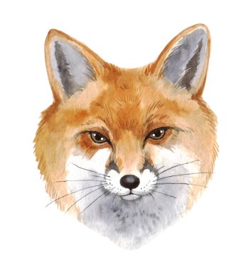 Beyaz arka planda bir tilkinin suluboya portresi. Tasarımın için sevimli orman hayvanı.