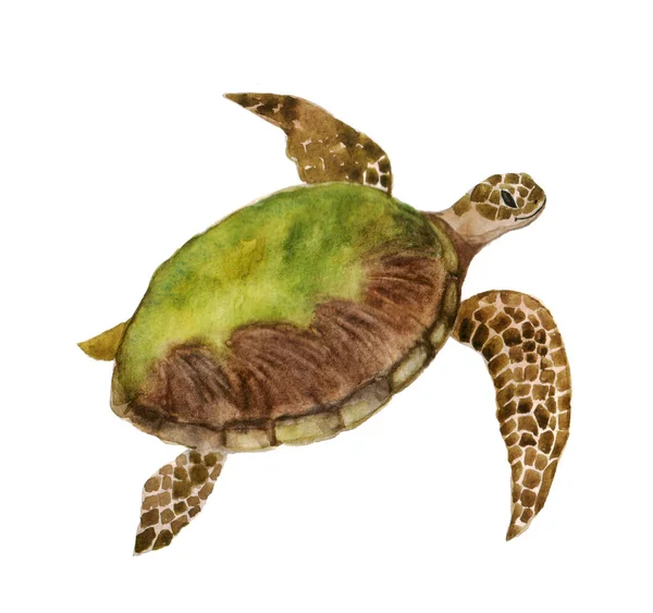 Belle Tortue Aquarelle Sur Fond Blanc Illustration Pour Vos Imprimés — Photo