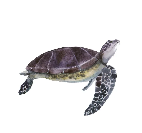 Beautiful Watercolor Turtle White Background Illustration Your Print Postcards Website — Stock Photo, Image