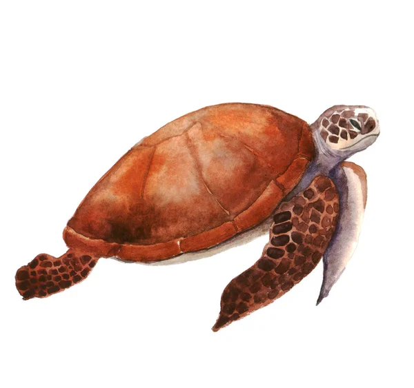 Hermosa Tortuga Acuarela Sobre Fondo Blanco Ilustración Para Impresión Postales — Foto de Stock