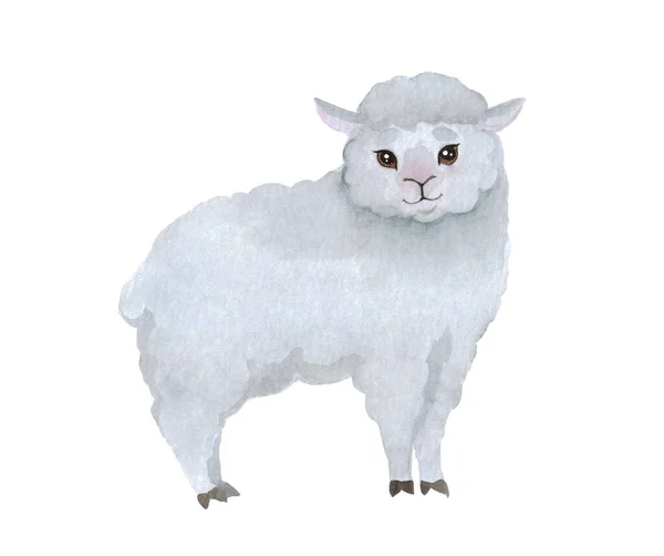 在白色背景上可爱的小羊羔 水彩画 农场动物素描 说明您的设计 — 图库照片