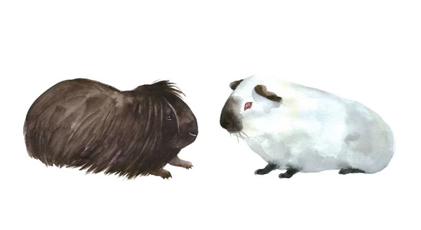 Roztomilé Akvarel Morčata Bílém Pozadí Zvířata Chlupaté Farmy Ilustrace Pro — Stock fotografie