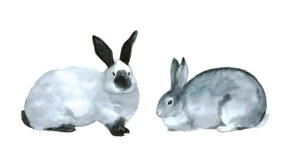 Милые Кролики Акварелью Белом Фоне Пушистые Фермерские Животные Иллюстрации Вашего — стоковое фото