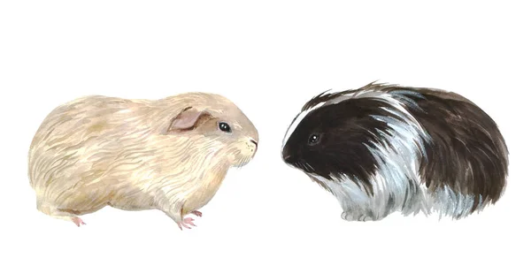 白色背景上可爱的水彩画豚鼠 毛茸茸的农场动物您的设计说明 — 图库照片