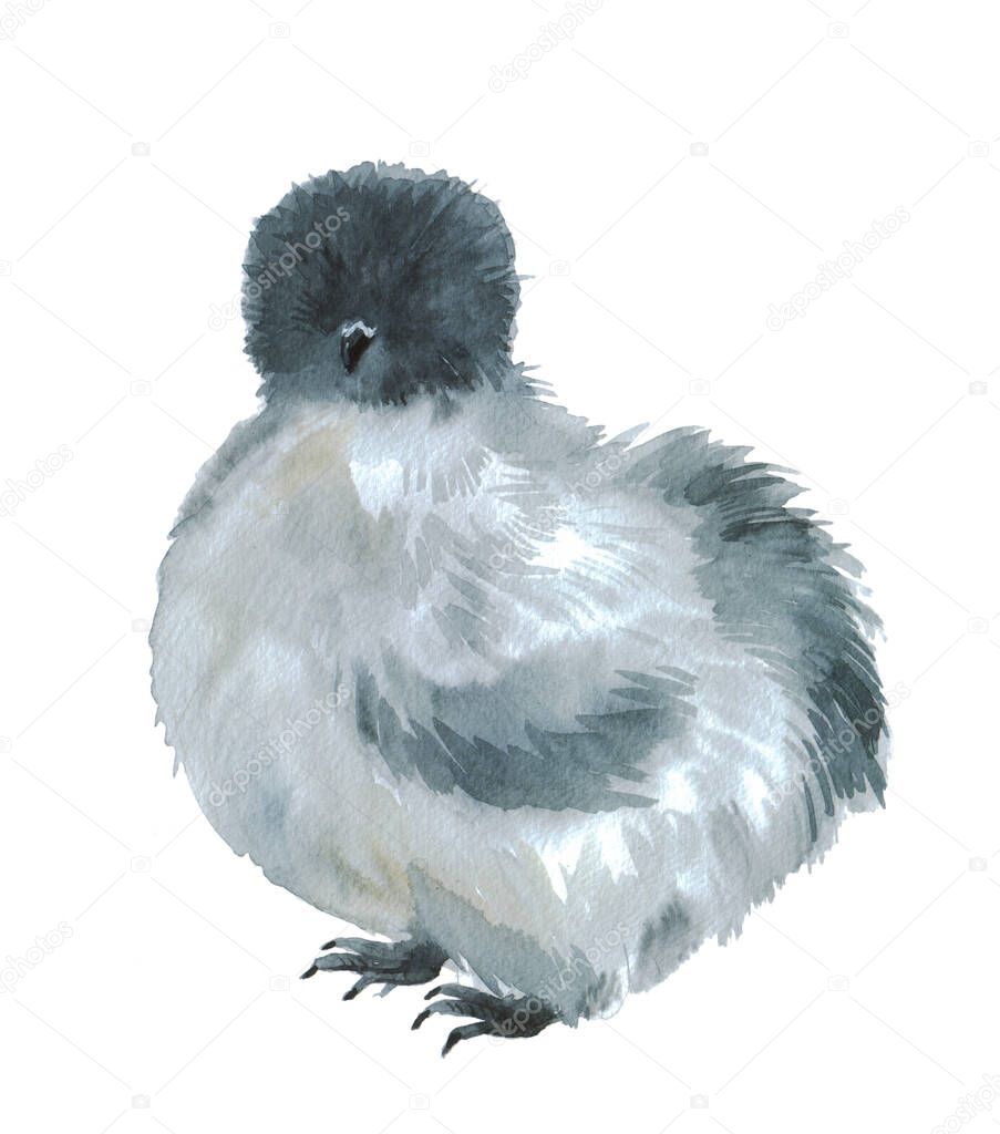 Cute watercolor chicken on a white background. Furry Farm Animals. Illustrations for your design