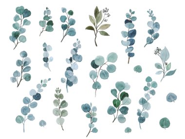 Beyaz arka planda güzel okaliptüslü suluboya çizimi. Tasarımın için illüstrasyon