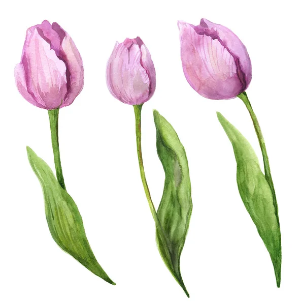 水彩画粉红郁金香白色背景上美丽的花朵 水彩画的郁金香草图水彩画一束郁金香 水彩画与花 制作明信片的花 — 图库照片