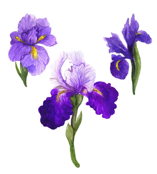 水彩画紫色虹膜 白色背景上的水彩花 水彩画素描 美丽的大自然一束簇虹膜水彩画与花 制作明信片的花 — 图库照片
