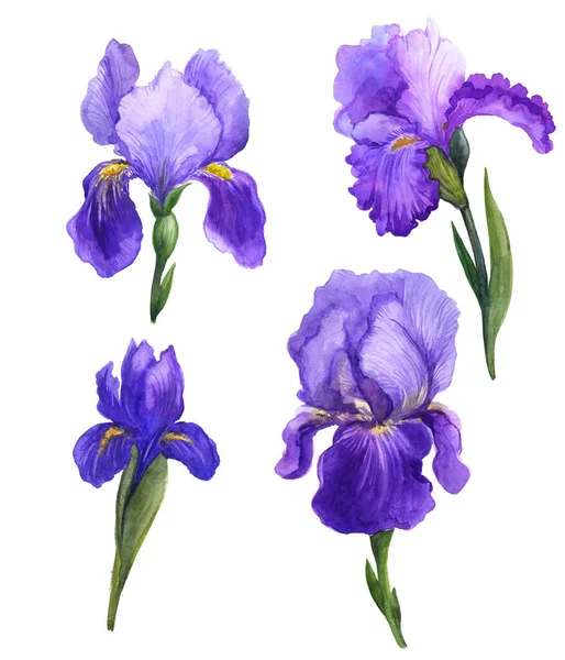 Aquarelle Iris Violet Fleurs Aquarelle Sur Fond Blanc Aquarelle Iris — Photo