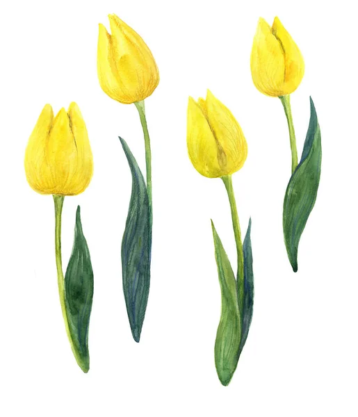 Akvarell Sárga Tulipán Akvarell Virágok Fehér Háttérrel Gyönyörű Tulipán Vázlat — Stock Fotó