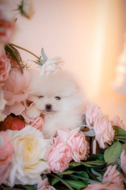 Krem Pomeranya köpeği çiçek yaprakları, rüya gibi ışık, yumuşak odak, lüks evcil hayvan fotoğrafçılığı için zarif romantik stüdyo kompozisyonu arasında rahatça uzanır..