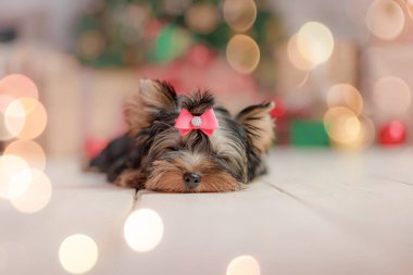 Küçük Yorkshire Teriyeri ahşap zeminde huzur içinde dinleniyor. Etrafı bulanık Noel süslemeleri, ağaç ve hediyelerle çevrili. Kafasında pembe bir fiyonk var..