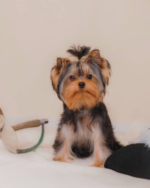 İyi giyimli Yorkshire Teriyeri köpeği gümüş çit kılıcının ve süslü tüylü şapkanın yanında oturur. Lüks ve yumuşak bej arkaplanlı asil temayı vurgular..