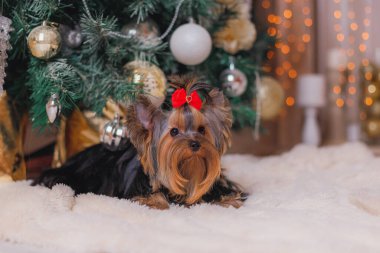 Şirin Yorkshire teriyeri, Noel ağacının yanında, metalik süslemeler ve parıldayan peri ışıklarıyla süslenmiş tüylü beyaz bir halının üzerinde yatıyor. Noel pazarlaması, evcil hayvan aksesuarları ya da kış kutlaması temaları için ideal.