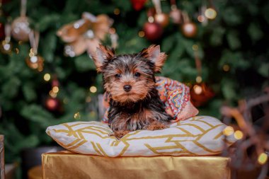 Şirin Yorkshire Teriyeri süslü tatil ağacının yanındaki desenli yastığa yaslanmış, parlak şenlikli kumaş giyiyor, bokeh ve sıcak altın ışıkla çevrili..