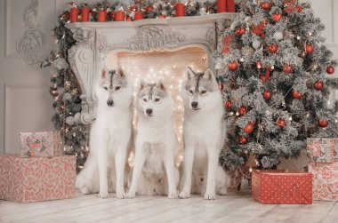 Beyaz köpek üçlüsü kapalı bir odada kırmızı süslemeler, çelenkler ve Noel ışıklarıyla süslenmiş şekilde poz veriyor. Huzurlu ve sıcak kış tatili atmosferinde bakımlı köpekleri gösteren mükemmel bir hayvan portresi..