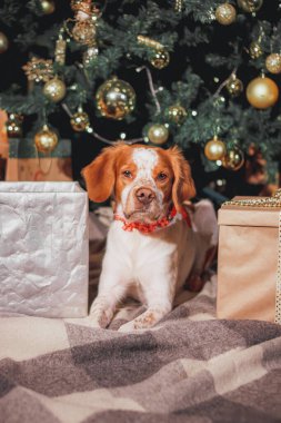 Brittany spaniel, Noel ağacının altında altın madalyalarla sarılı hediyeler arasında yatıyordu. Kırmızı-beyaz avcı köpeğinin kırmızı yakalı resmi, Noel ağacının altında, parlak süslemeler ve hediye kutularıyla, yumuşak ekoseli battaniyenin üzerinde dinleniyordu.. 