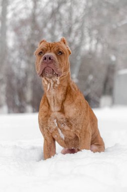 Front view of strong pit bull terrier sitting on white snow during winter season. Frosted muzzle and pink nose contrast with warm fur color, showing confidence, endurance, and focus of loyal working breed.