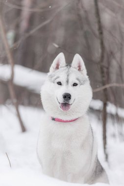 Kışın kar altında gri lekeli beyaz Sibirya Husky 'si. Kar altında parlak beyaz kürklü ve gri aksanlı Sibirya Husky' si. Kar altında pembe yakalı ve gülümseyen bir ifade takınıyor..
