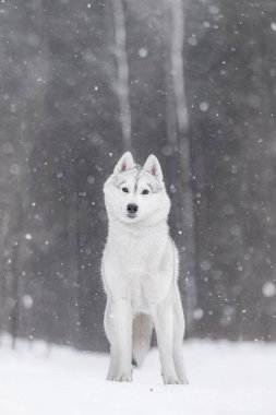 Beyaz Sibirya Husky kar yağışı ortasında dimdik ayakta duruyor, karlı ormanda kameraya bakıyor. Parlak beyaz kürklü ve açık gri işaretli görkemli Husky dikiliyor kar taneleriyle çevrili, kutup kuvvetini ve sakinliğini simgeliyor..