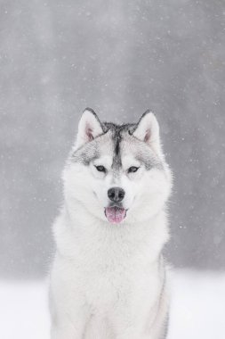 Kar yağışı sırasında kameraya bakan gri lekeli beyaz Sibirya kurdu. Görünür dille gülümseyen Sibirya köpeğinin yakın plan portresi, kar taneleriyle kaplı kalın kürk, kış ormanı arkaplanı yavaşça bulanık..