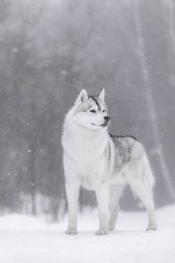 Sibirya kurdu, kar yağarken gururla yana bakıyor, beyaz kış ormanlarında dimdik duruyor. Kalın kürklü ve keskin hatları olan zarif Sibirya kabuğu, yan yana bakan kar taneleri, yumuşak ışıkta karlı zemin ve bulanık ağaçlar..