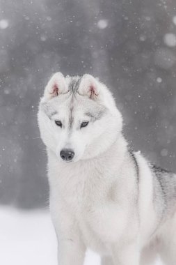 Kışın yağan karların üzerinde duran beyaz Sibirya kurdu, odaklanmış ve sakin bir kış portresi. Kalın kürklü, dikleşmiş kulaklı ve bulanık arka planda gri gözlü safkan Sibirya kabuğuna yakın çekim. Zarafet ve gücü yakalar.