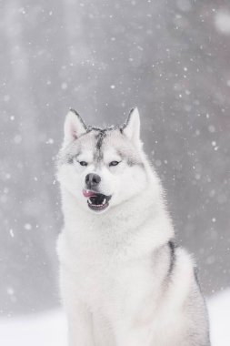 Kış ormanlarında kar yağarken beyaz Sibirya kabuğu ağızlığını yalıyor. Kalın tüylü kabuklu iri yarı, hareketli dudakları yalayan, yüzünün etrafında kar taneleri olan, doğal cazibe ve uyanıklık dolu bir ifade..