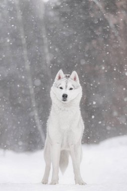 Kışın kar yağarken beyaz Sibirya Husky 'sinin tam vücut portresi. Güçlü ve soğuk bir arazide hazır bekliyor. İri yarı, kalın, çift kat ceketli, kar üzerinde gururla duran, yumuşak pullarla çevrili. Kuzey dayanıklılığını ve dengesini yakalar