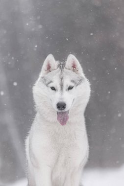 Karlı havada ağzı ve dili açık, neşeli Sibirya kurdu, parlak kış suratı. Karda enerjik kabuklu hayvan portresi, görünür dil, rahatlamış gözler, dik kulaklar. Kuzeyli kızak köpeklerinin mutluluğunu, canlılığını ve uygunluğunu temsil ediyor. 