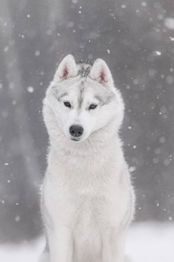 Yağan karda, kalın kürklü ve sakin bakışları kuzey gücünü ve huzurunu yansıtan Sibirya kurdu. Şimdi simetrik işaretleri ve yumuşak arka plan bokeh ile beyaz-gri kabuklu oturuyor. Kış yaşam tarzı için ideal, hayvan.