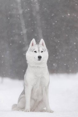 Hafif kar yağışı sırasında karlı zeminde oturan Sibirya kurdu, kuzeyli köpek cinsinin sakin kış portresi. Ereksiyon olmuş kulakları ve kalın kürkü olan beyaz-gri kabuklu, yağan pullarla çevrili, zarif bir şekilde karda oturuyor. Sakinliği yakalar