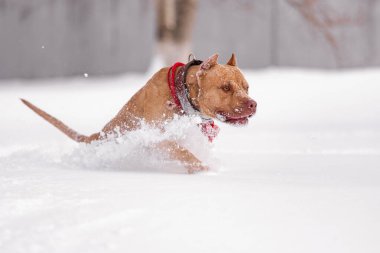 Derin karda hızla ilerleyen güçlü açık kahverengi yakalı pitbull. Yüzü donla kaplı. Kış mevsiminde enerji, güç ve kararlılık gösteriyor..